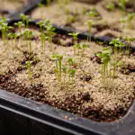 De dunne strengen lobelia zullen niet meer omvallen na deze eenvoudige handeling de-dunne-strengen-lobelia-zullen-niet-meer-omvallen-na-deze.png