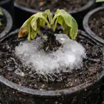 Een verraderlijke ijsval ruïneert zaailingen van aubergines als ze water krijgen een-verraderlijke-ijsval-ruineert-zaailingen-van-aubergines-als-ze-water.png