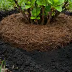 Geheimen van coniferenval voor explosieve struikgroei in het voorjaar geheimen-van-coniferenval-voor-explosieve-struikgroei-in-het-voorjaar.png