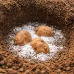 Gewone soda tegen draadwormen: hoe ik mijn aardappeloogst redde in het voorjaar gewone-soda-tegen-draadwormen-hoe-ik-mijn-aardappeloogst-redde-in.png