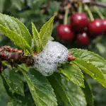 h1-vergeet-bladluizen-op-kersen-voor-altijd-met-deze-door.png