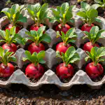 Het geheim van een emmer radijs met behulp van een gewone eierbak het-geheim-van-een-emmer-radijs-met-behulp-van-een.png