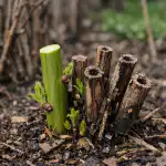 Het geheim van een grote oogst zit hem in de juiste lentesnoei van frambozen het-geheim-van-een-grote-oogst-zit-hem-in-de.png