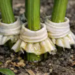 Hoe je in één ochtend pioenen van mieren kunt redden met een beproefde methode hoe-je-in-een-ochtend-pioenen-van-mieren-kunt-redden.png