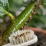 Hoe red je je huiscitroen van de voorjaarspinwormen met één eenvoudig middel hoe-red-je-je-huiscitroen-van-de-voorjaarspinwormen-met-een.png