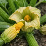 Waarom er alleen holle bloemen aan courgettes groeien en hoe je dat in één dag kunt oplossen waarom-er-alleen-holle-bloemen-aan-courgettes-groeien-en-hoe.png