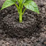 waarom-peperzaailingen-verwelken-onmiddellijk-na-het-planten-in-de-bedding.png