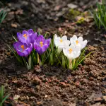 waarom-voorjaarskrokussen-hardnekkig-weigeren-te-bloeien-in-de-schaduw.png
